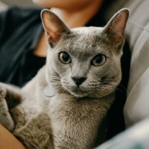 Current Client Payments