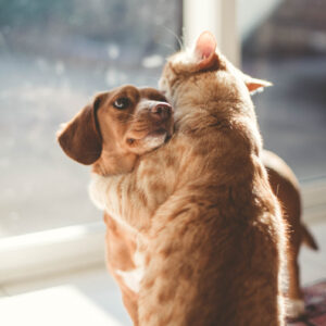 Express Tissue Banking