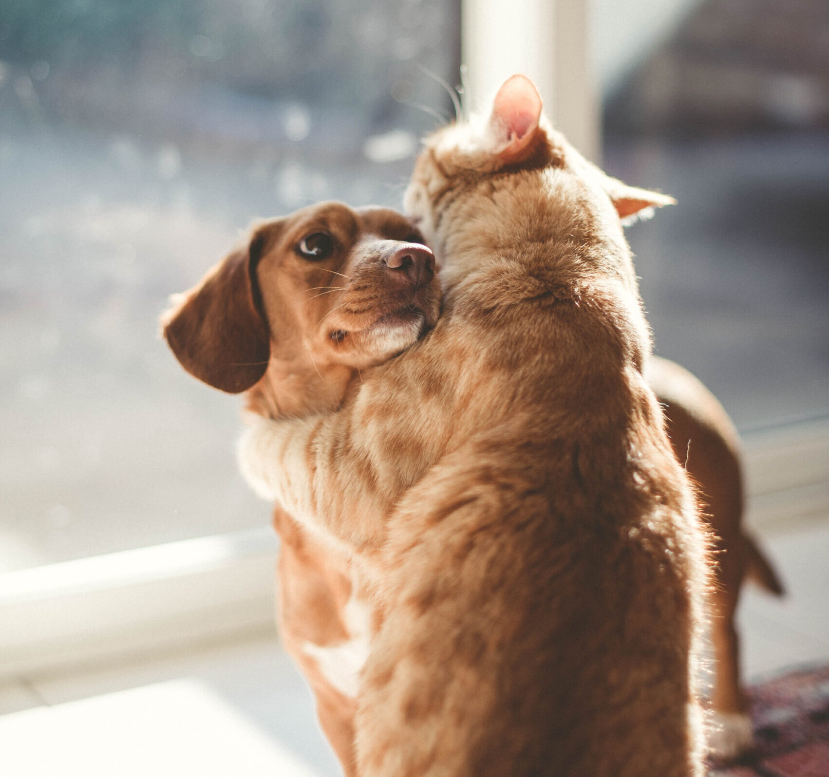 Express Tissue Banking