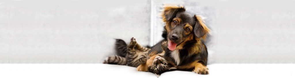 viagen-pets-dog and cat cloning