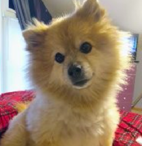 burlington viagen pets