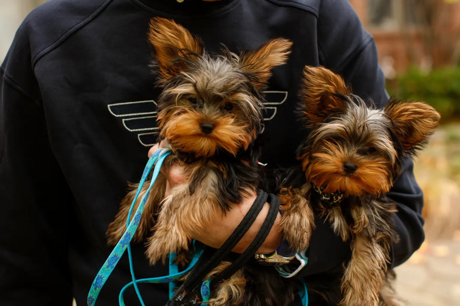The $50,000 dog-cloning business is booming – and has a five-month waitlist