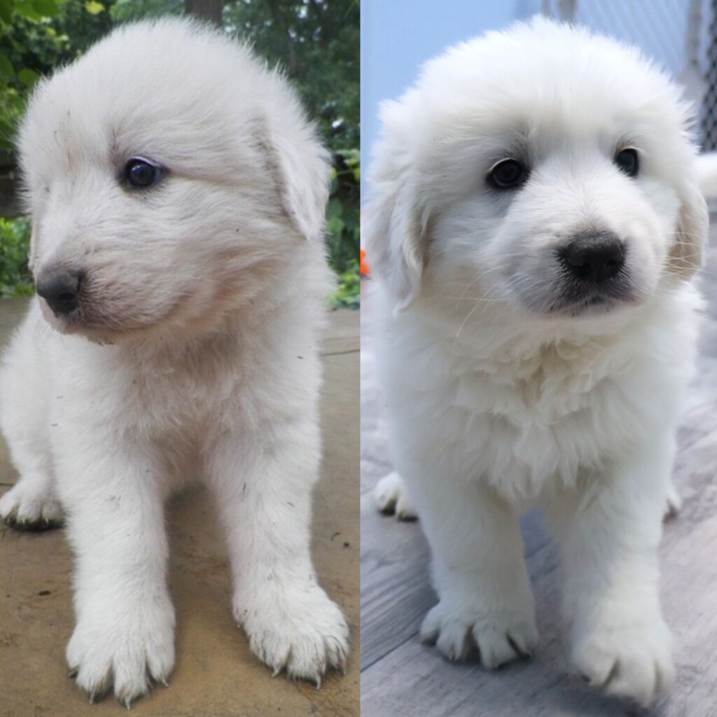 World’s First Cloned Winery Dog Now Home in Sonoma County