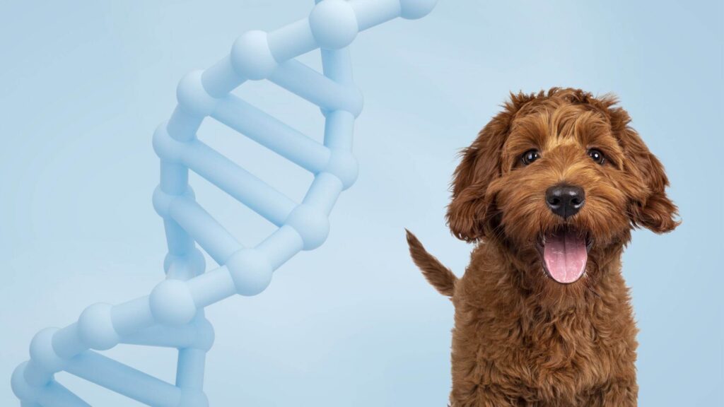 A decorative image of a DNA helix and a happy-looking dog.