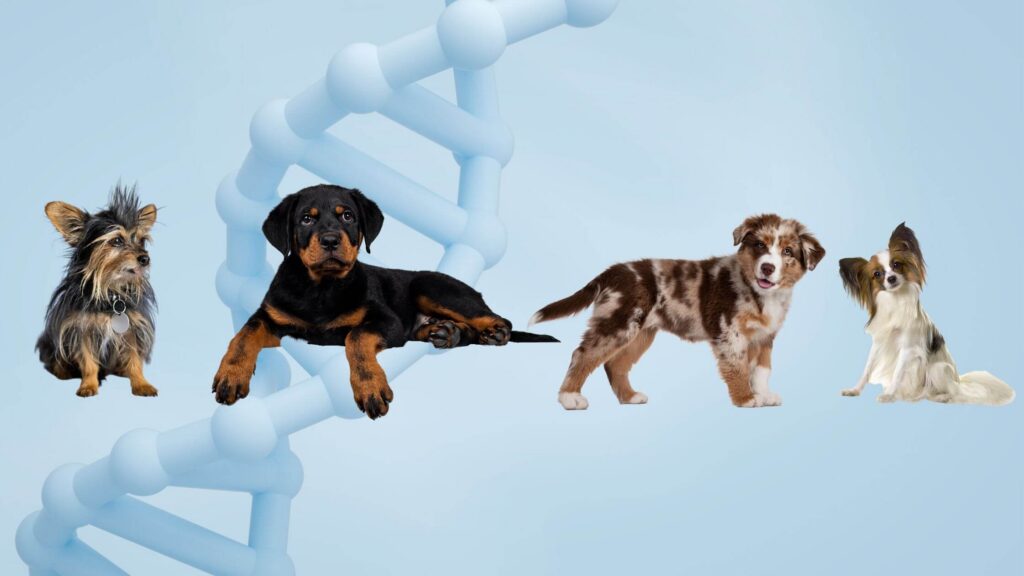 A decorative image showing four different dog breeds with a double helix in the background.