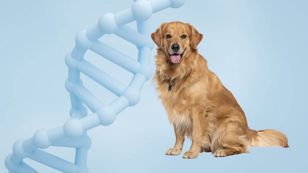 A decorative image of a dog with a DNA double helix in the background, thought to represent the topic of how to clone a dog.